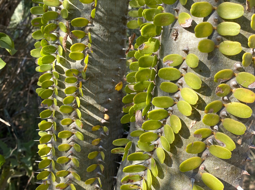 Antsokay Arboretum景点图片