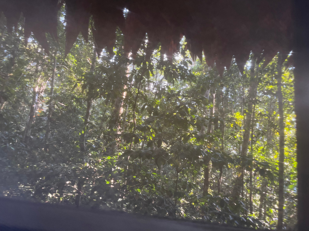 Reserva Natural Tanimboca景点图片