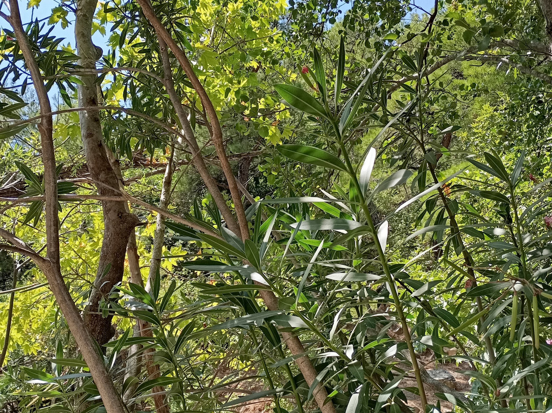 Hasanboguldu Selalesi-Zeytinli必去景点