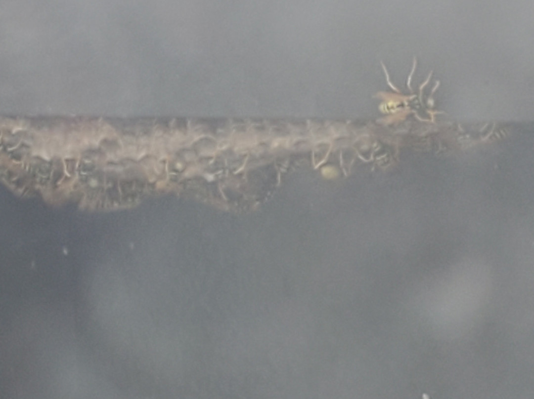 Best Western Plus University Inn主图