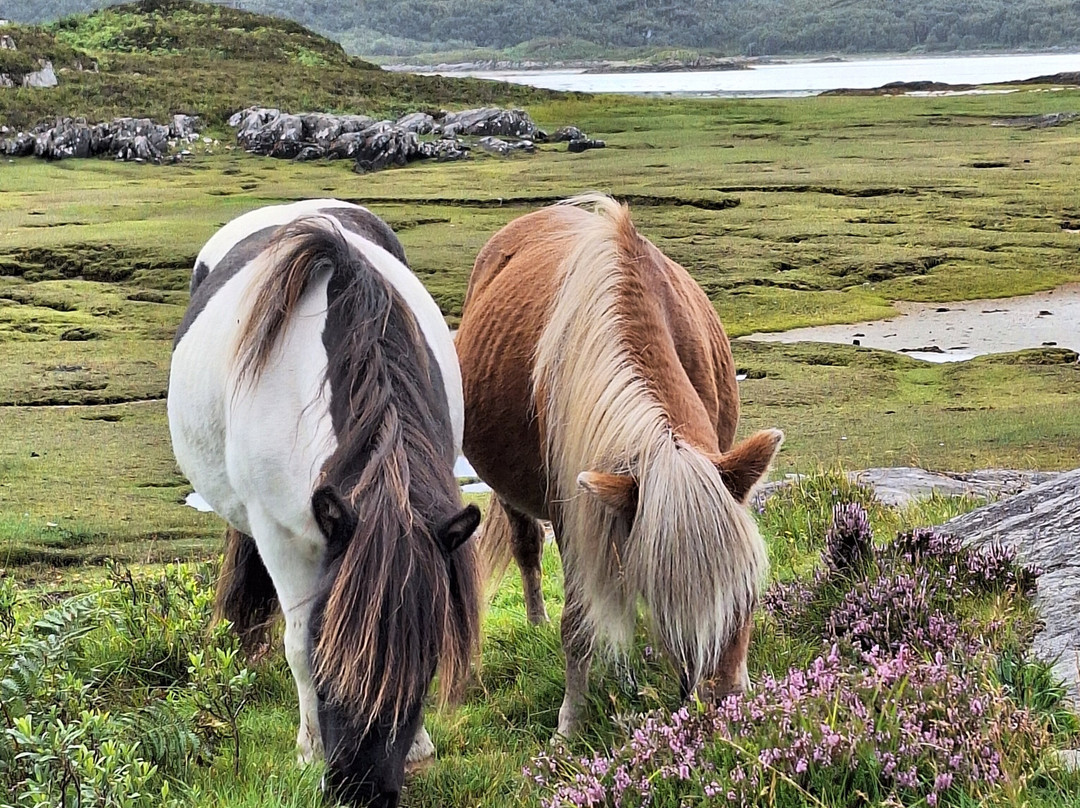 Horse Play Adventures Scotland