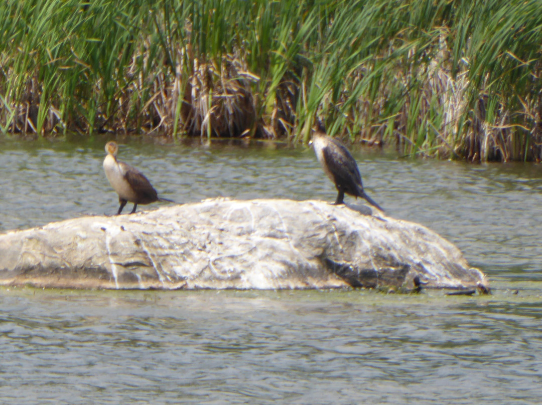 Réserve naturelle du Marais-Léon-Provancher-Neuville必去景点