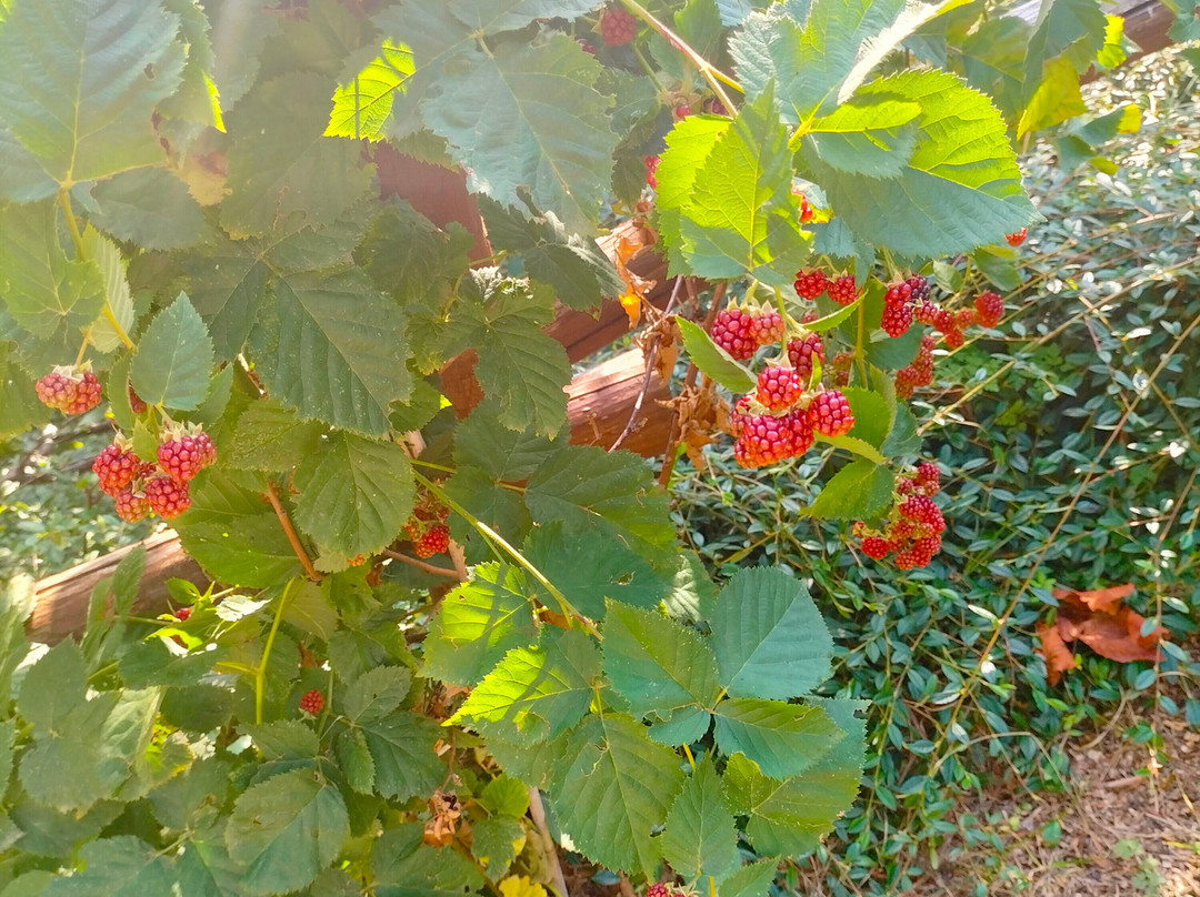 Issime酒店住宿-B&B Mont Mars