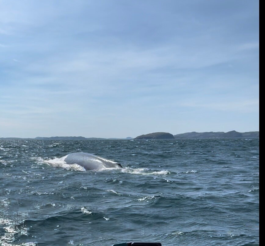 Sea of Whales Adventures景点图片
