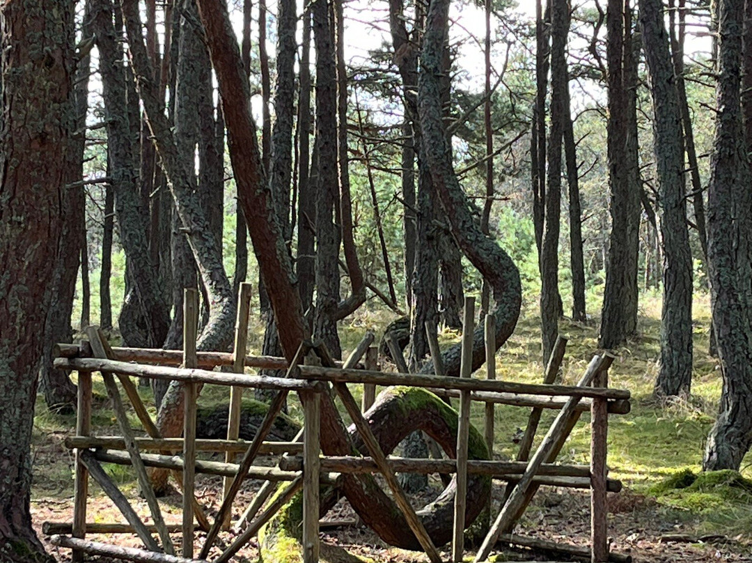 Curonian Spit Retreat景点图片