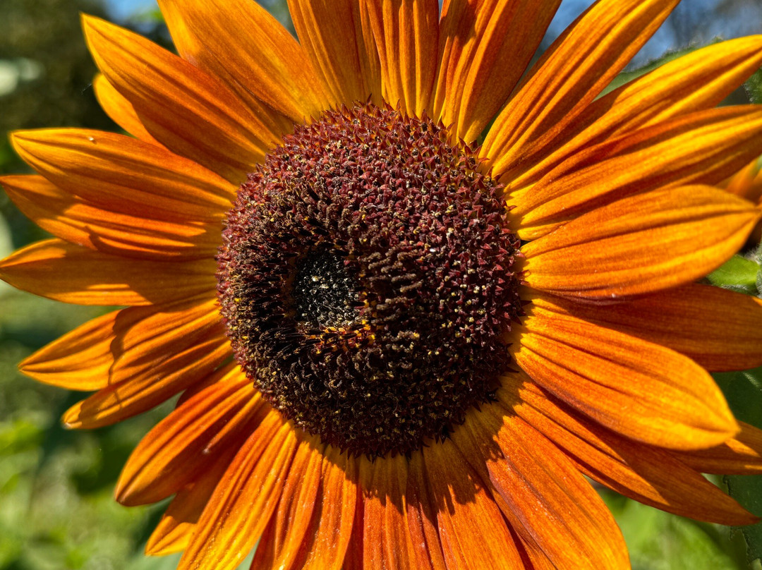 Sussex County Sunflower Maze景点图片