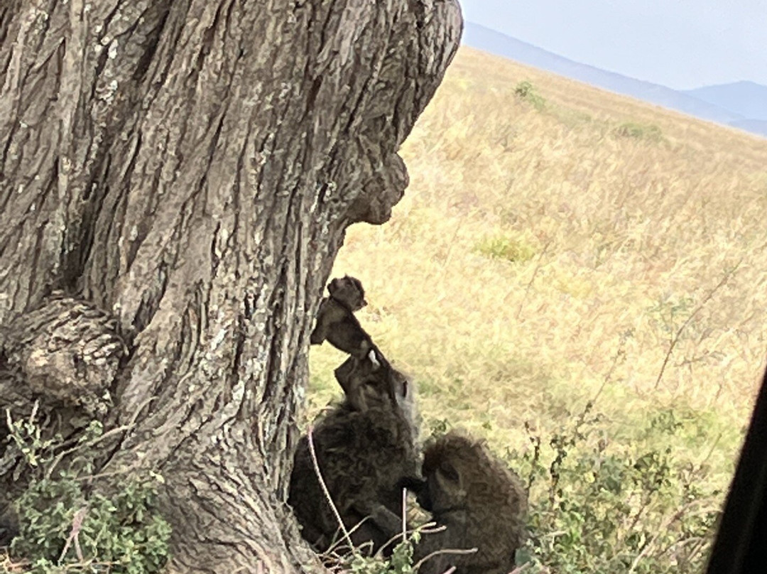 Halisi African Adventures-Dar es Salaam必去景点