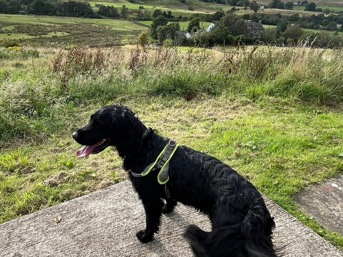 Elysian Fields @ Ing Hill Lodge主图