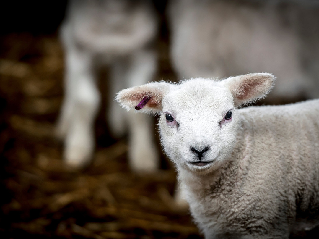 Ulkeröds Gård-Hedekas必去景点