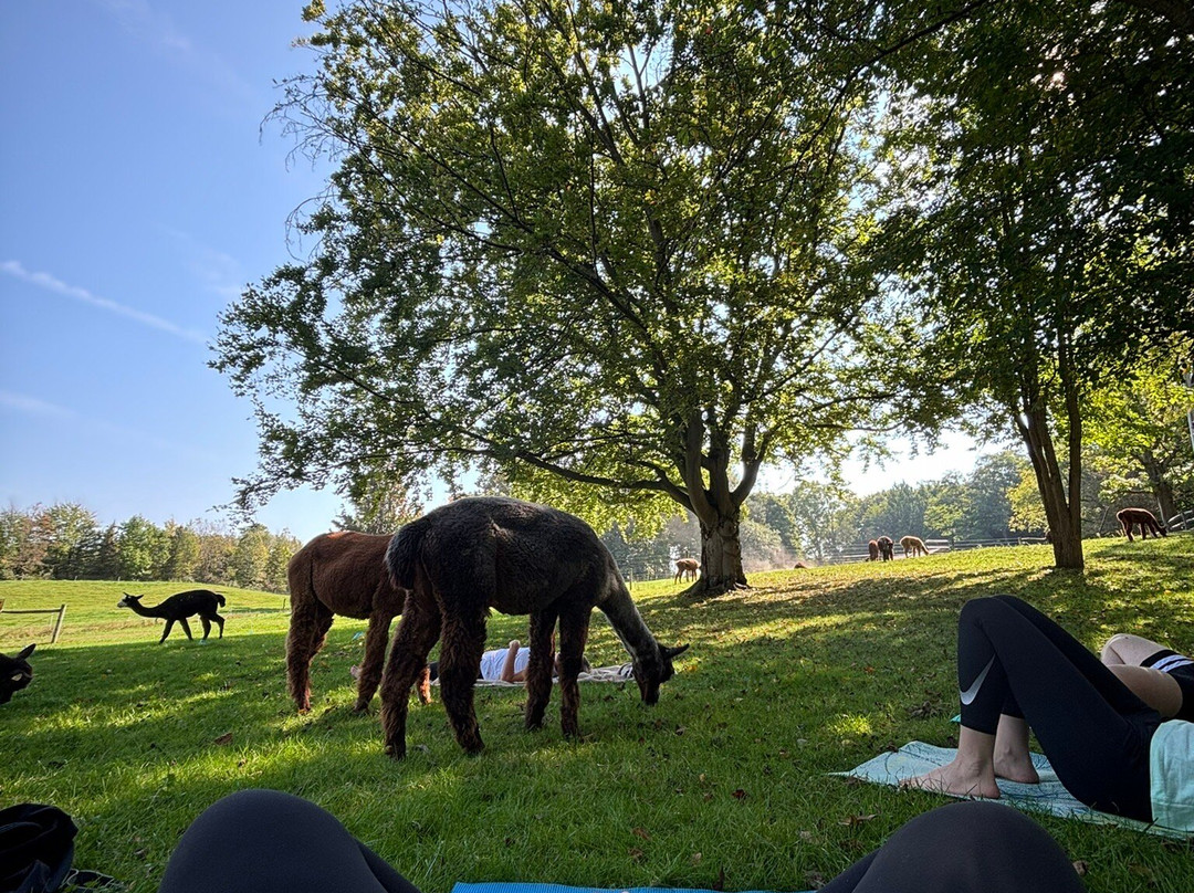 Lazy Acre Alpacas景点图片