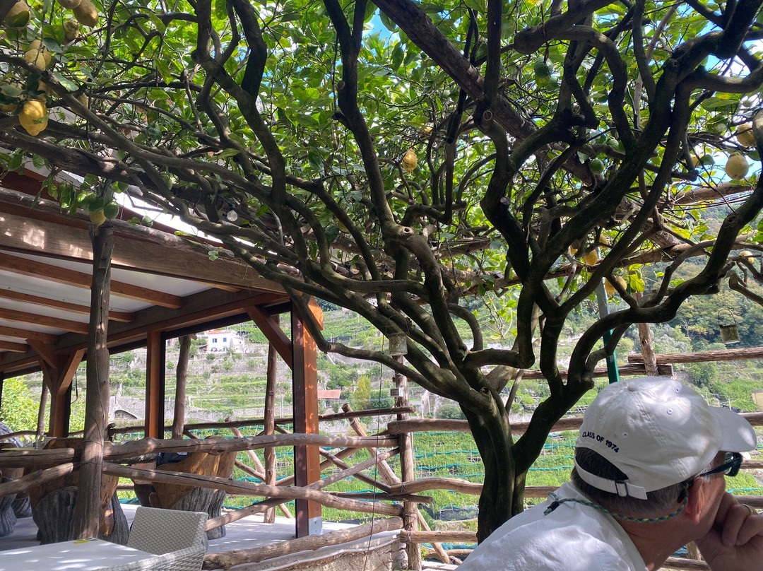 Amalfi Lemon-阿马尔菲必去景点