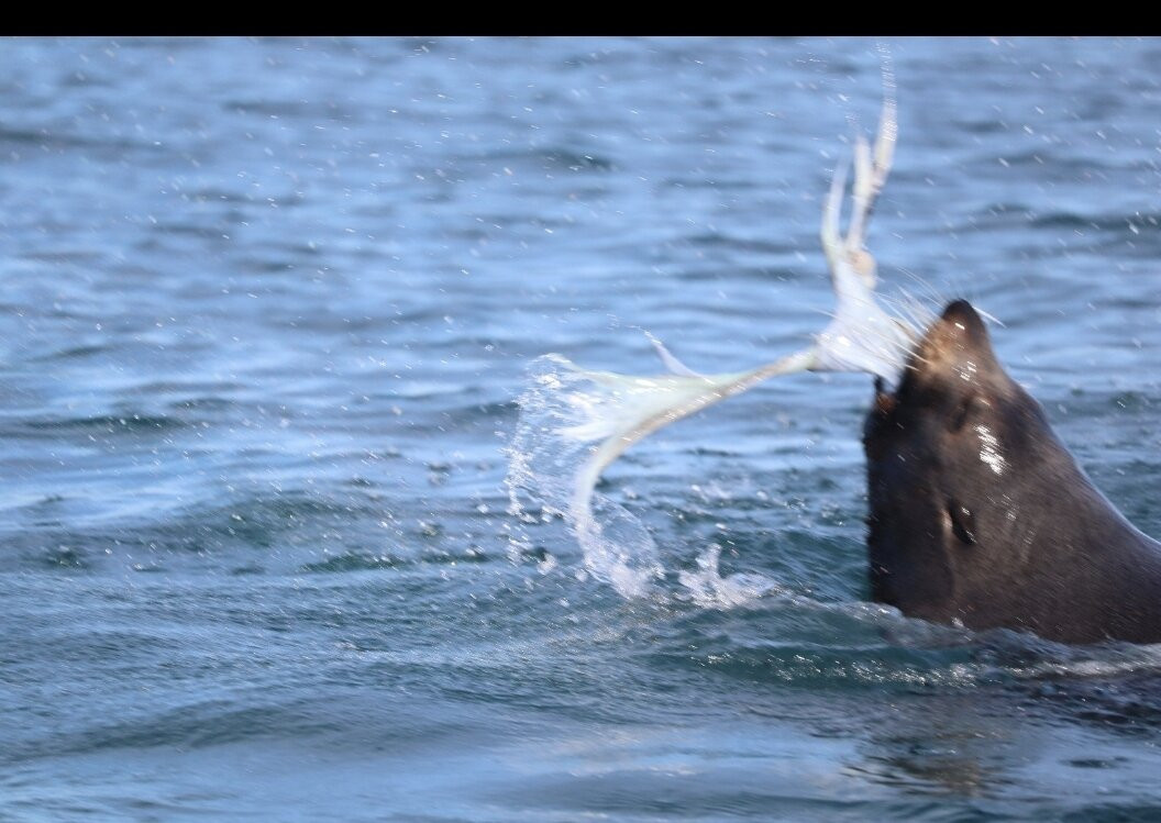 Seal Kayak Kaikoura-Kaikoura必去景点