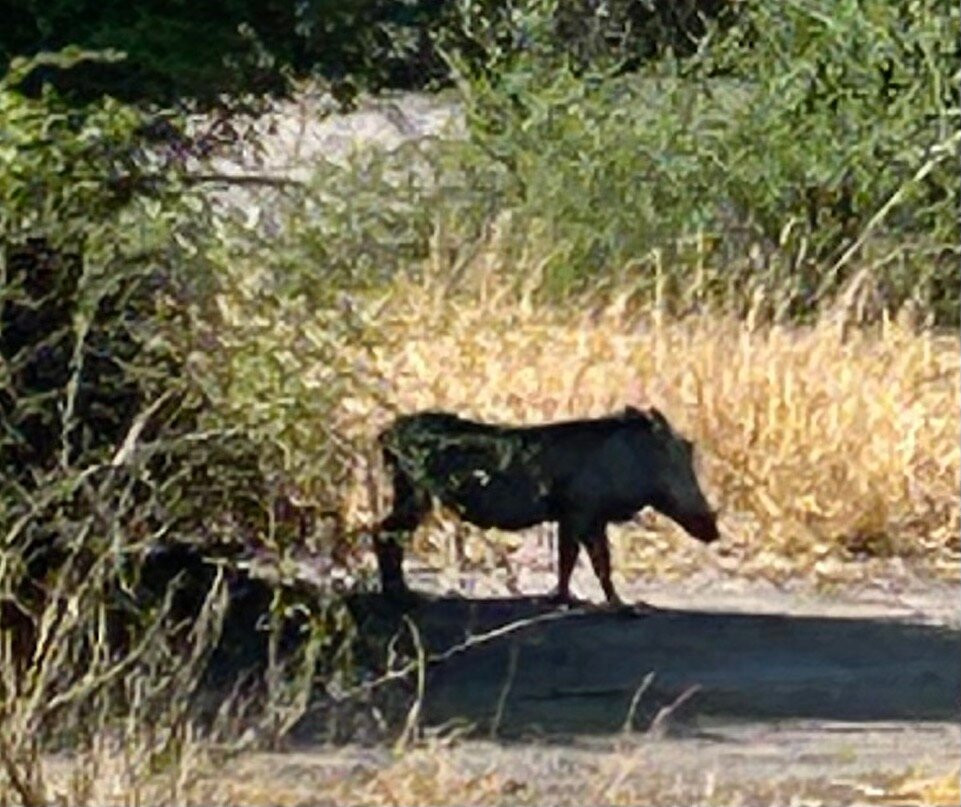 Chobe Day Trips景点图片