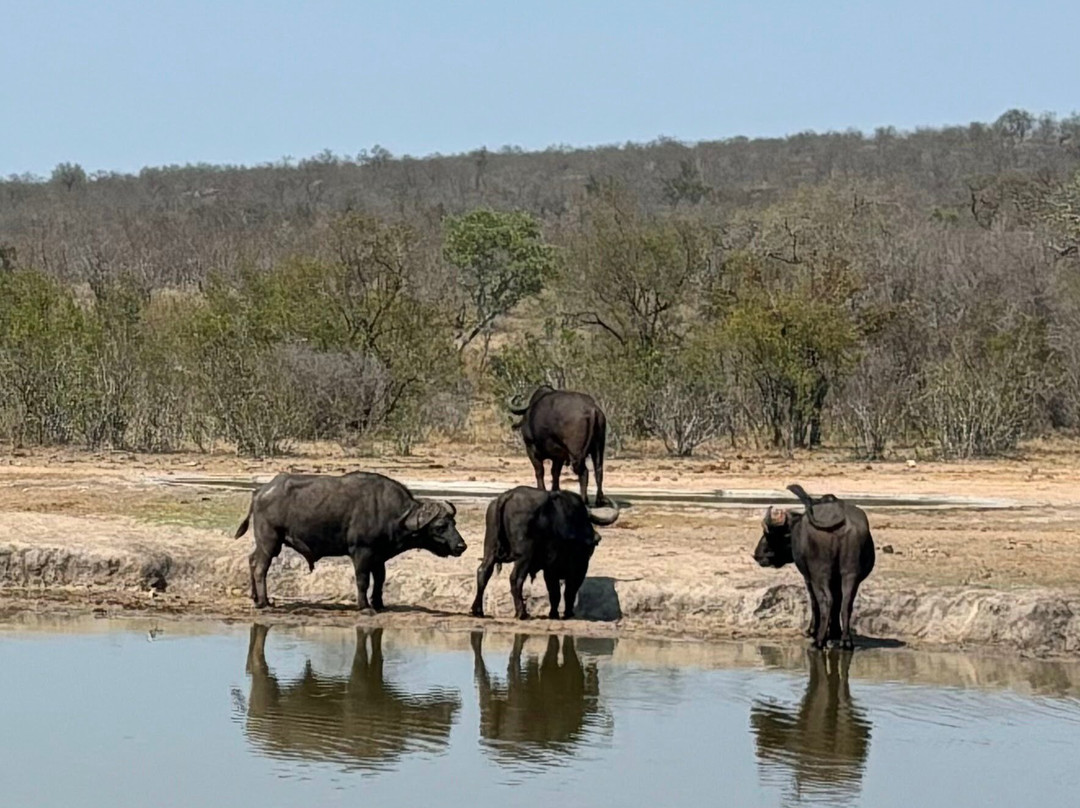 On Safari Africa - Kruger National Park景点图片