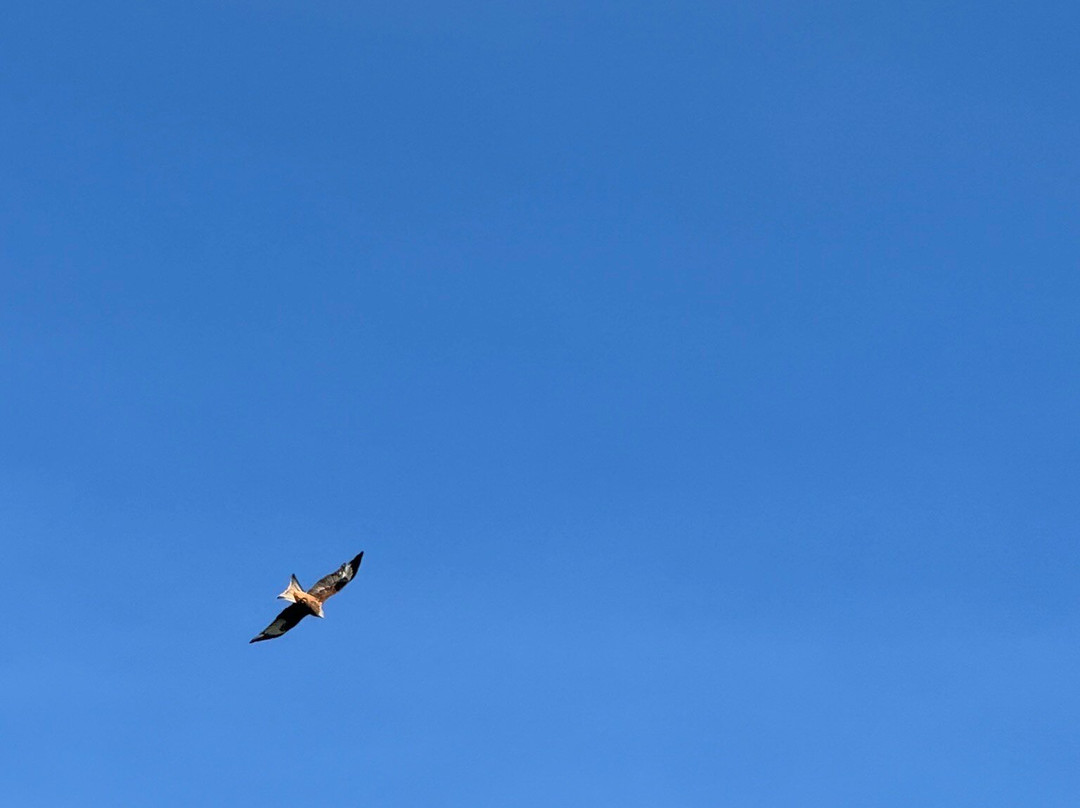 Red Kite Feeding Station, Llanddeusant景点图片