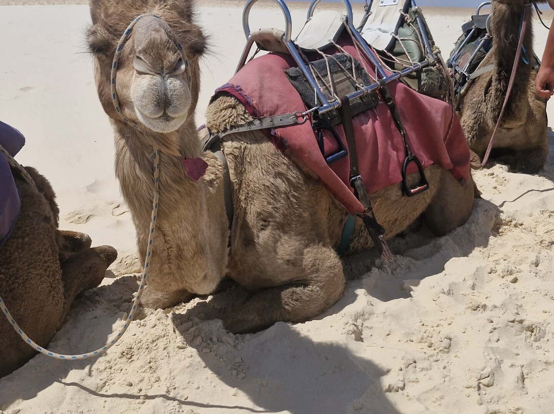 Port Macquarie Camel Safari's-麦克夸利港必去景点