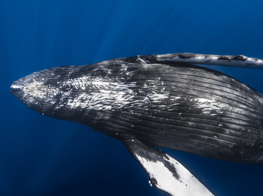 海洋生态游-凯鲁瓦-柯纳必去景点