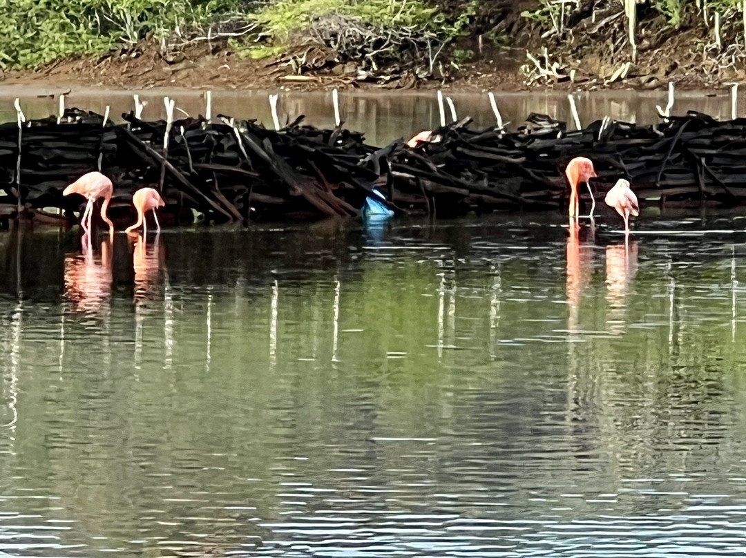 Gotomeer-博奈尔岛必去景点