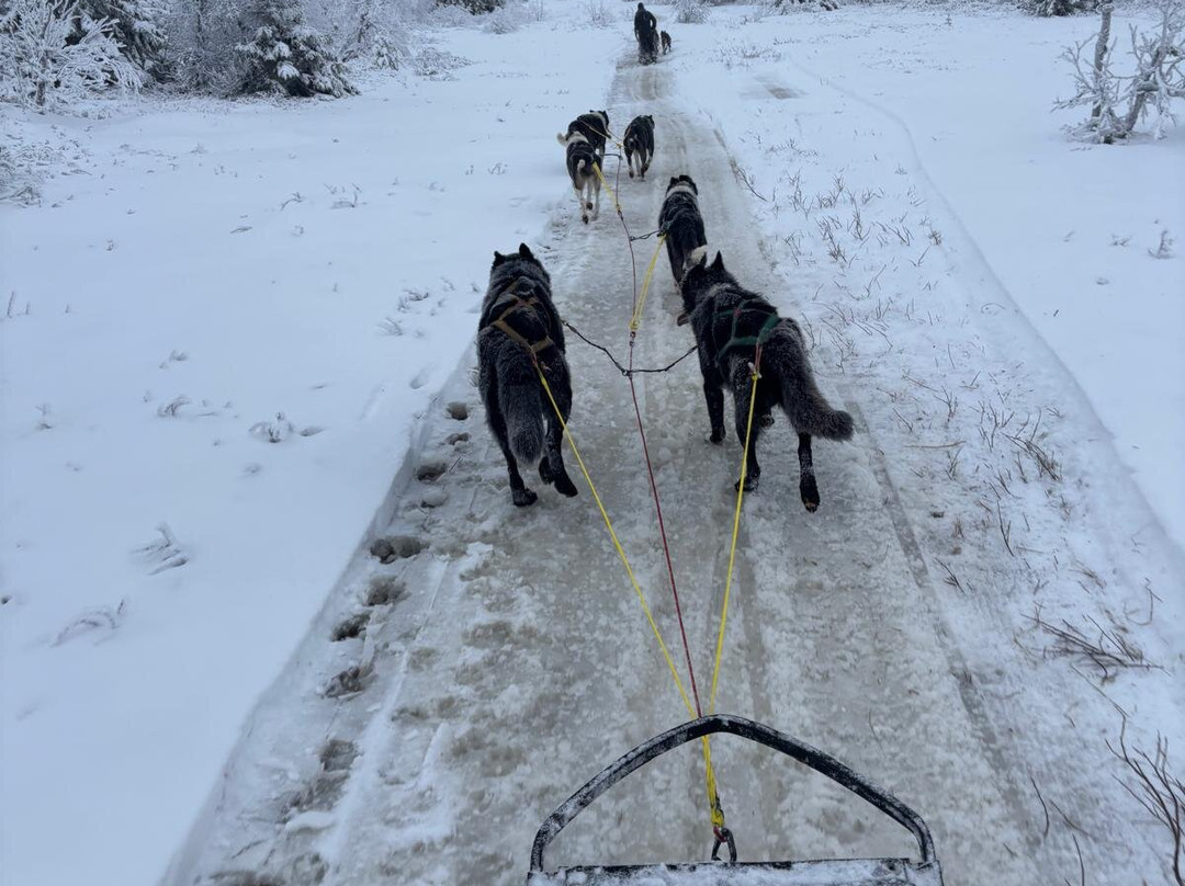 Sjusjoen Husky Tours景点图片