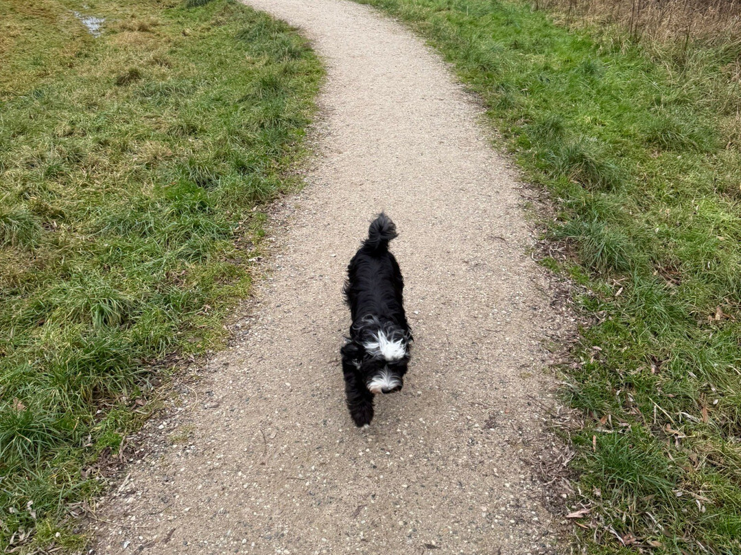Solbjerg Hundepark景点图片