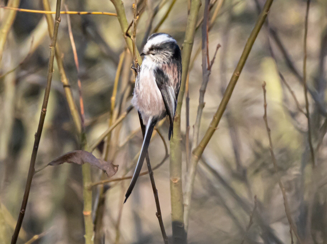 Whisby Nature Park景点图片