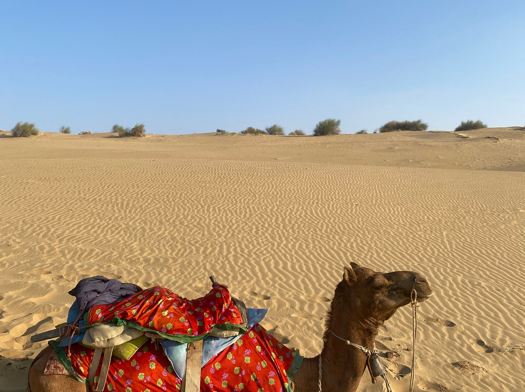 Kamals Private Camel Tour - Day Tours景点图片