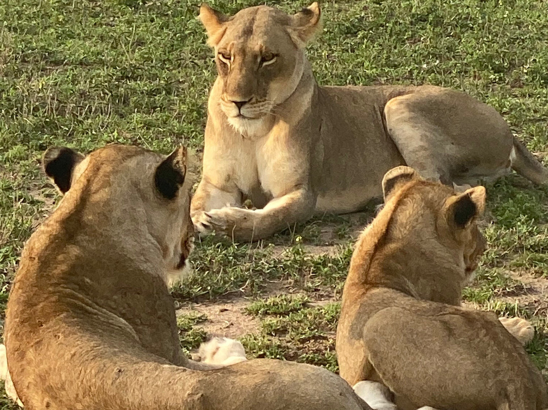 African Safari Guru-开普敦中心区必去景点