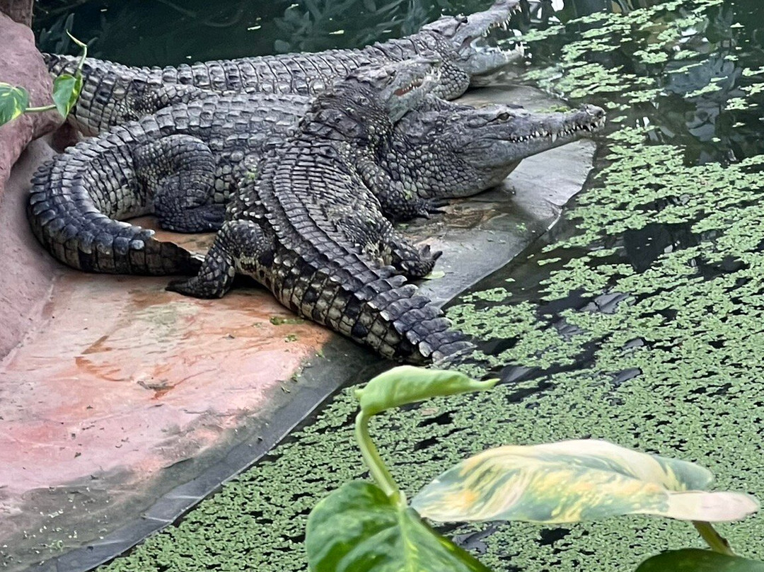 La Ferme Aux Crocodiles景点图片