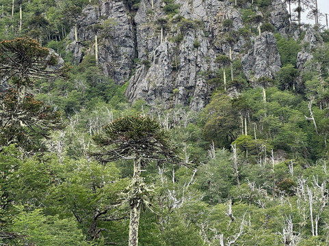 Santuario el Cañi-普孔必去景点