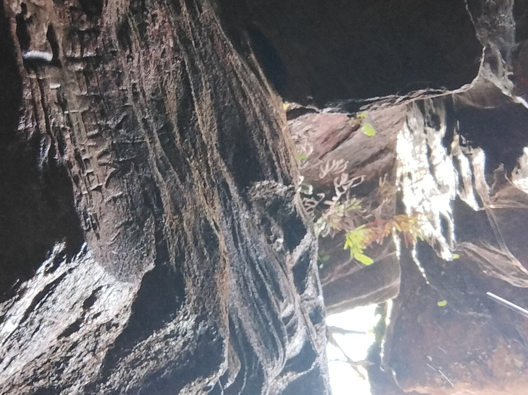 Parque Natural Municipal das Andorinhas-欧鲁普雷图必去景点