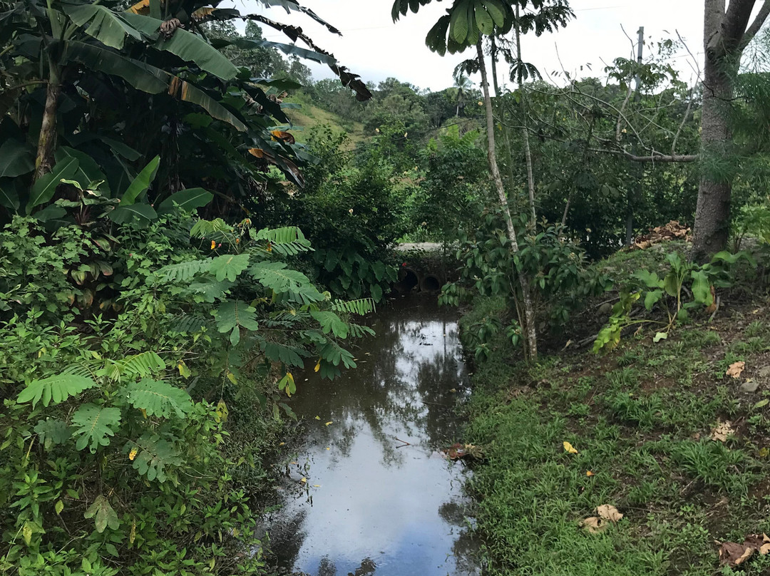 Banana Plantation Tour And Gift Shop景点图片