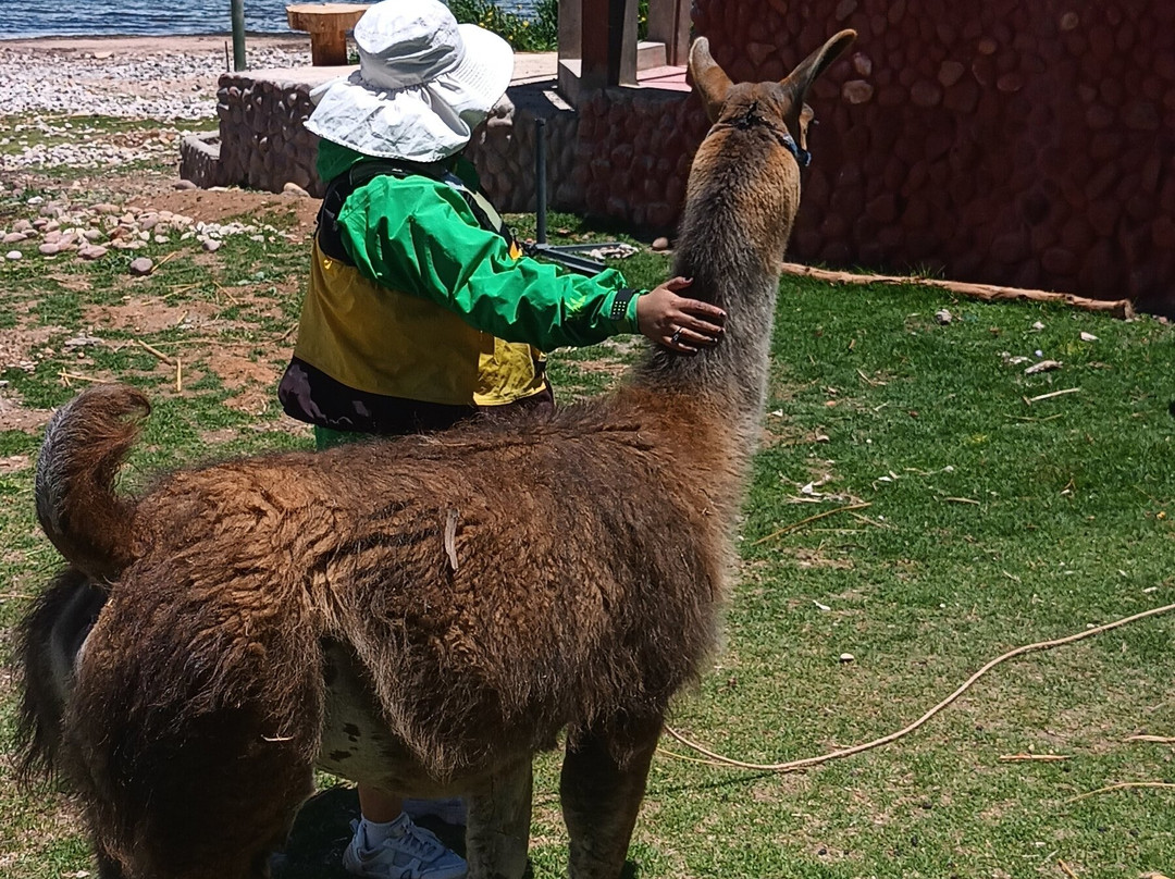 Titicaca Lodge - Luquina主图