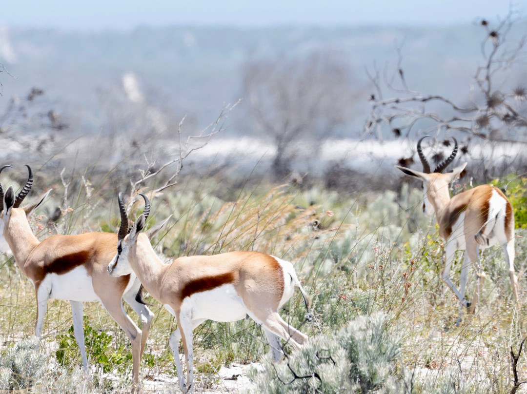 West Coast Private Game Reserve-Yzerfontein必去景点