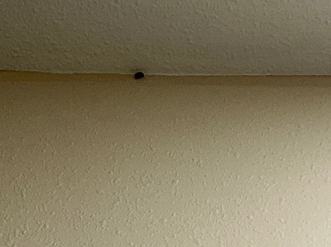 La Quinta Inn & Suites By Wyndham Marshall主图