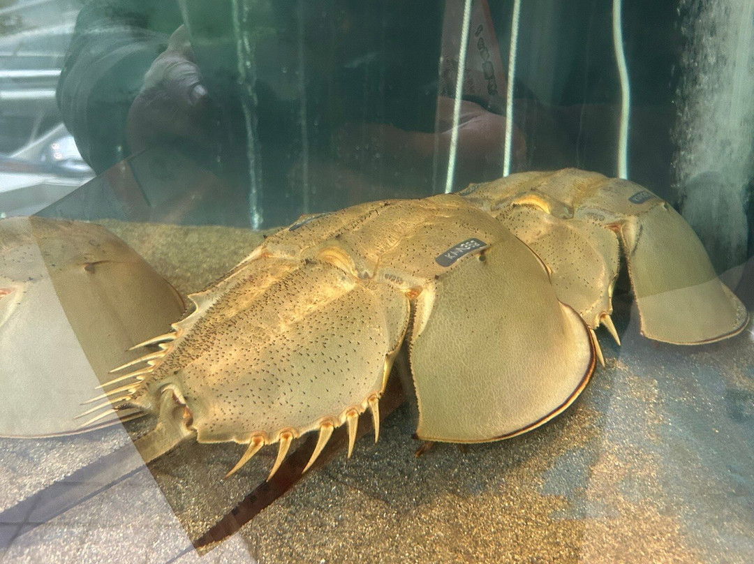 Hourseshoe Crab Museum-笠冈市必去景点