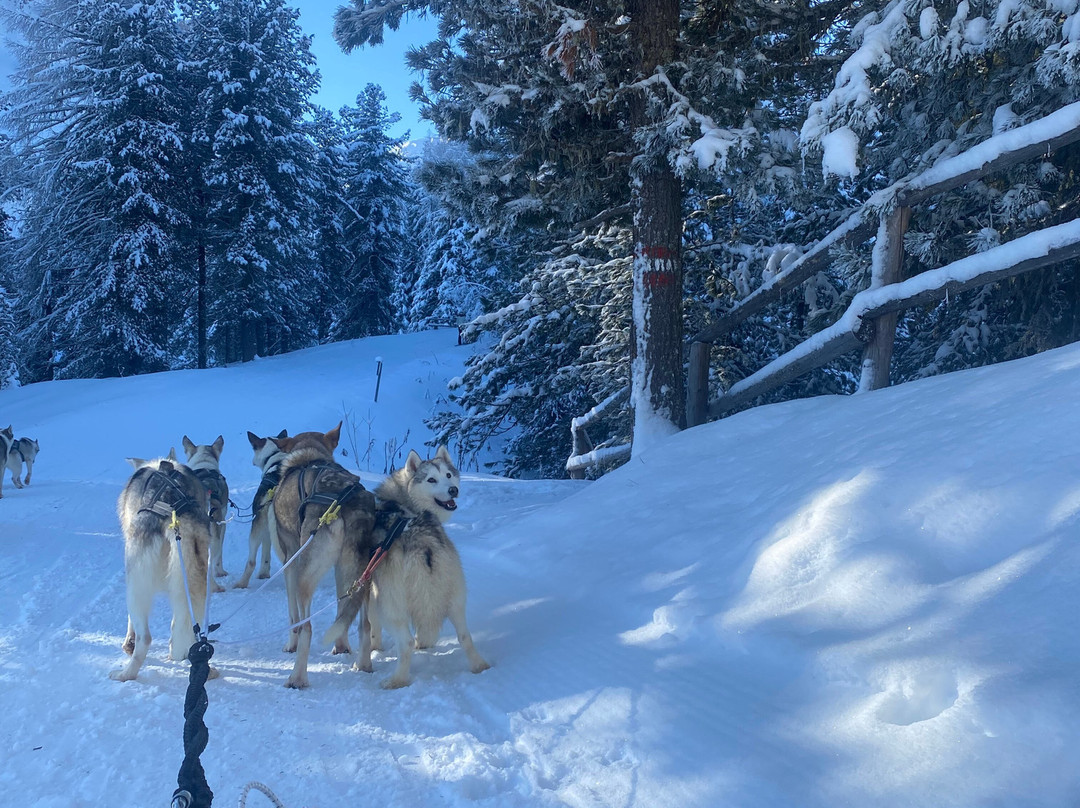 Huskysleddog景点图片