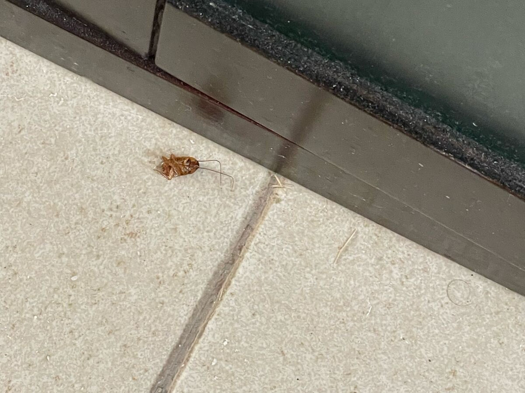 Brisas del Lago主图