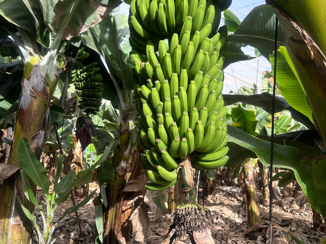 Finca Las Margaritas Banana Experience景点图片