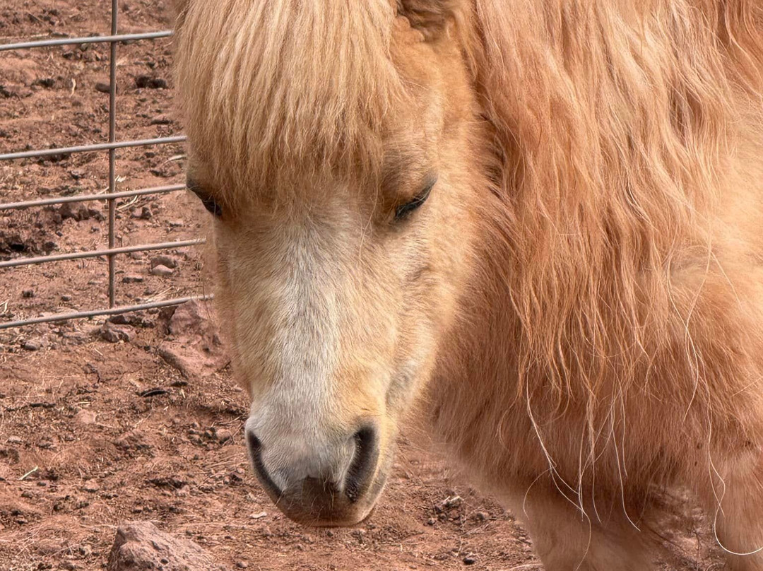 大峡谷鹿场-威廉姆斯必去景点