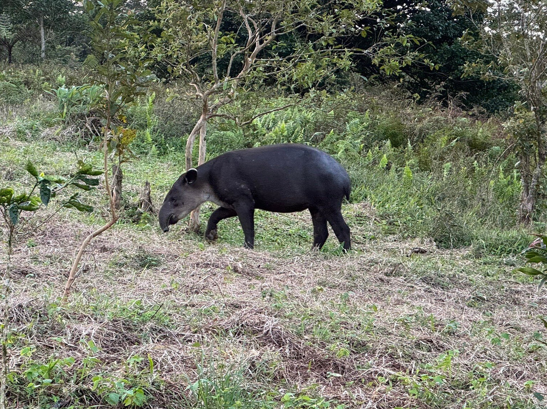 Tapir Valley Nature Reserve景点图片