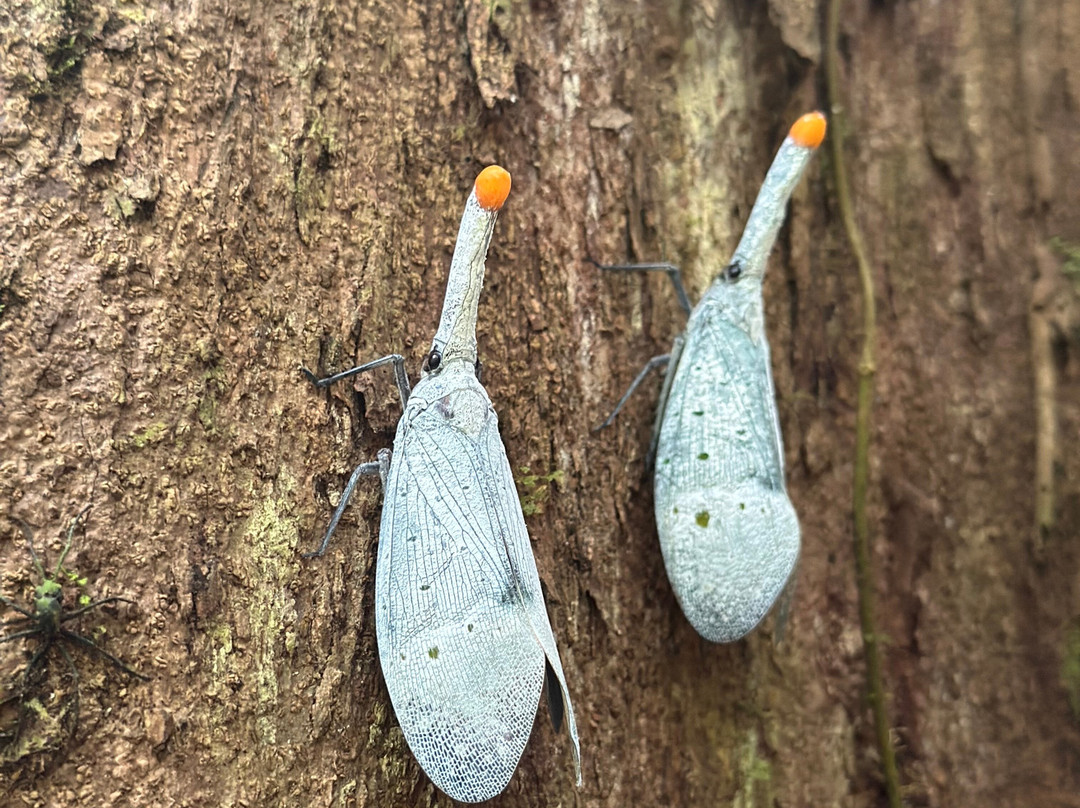 Ketambe Jungle Experience with Iwan and Team-Ketambe必去景点