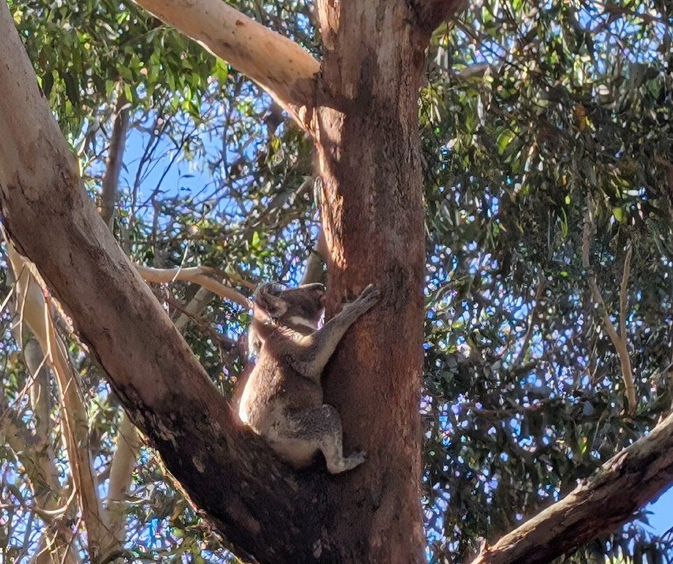 Port Stephens Koala Sanctuary景点图片