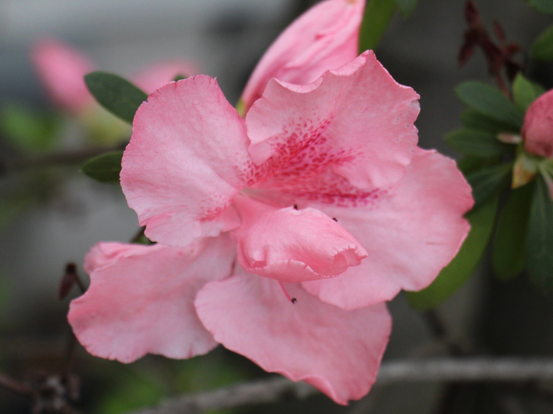 The Bergson, Bw Signature Collection主图