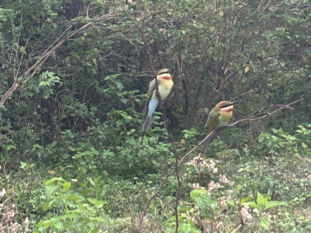 Niluka Safari景点图片