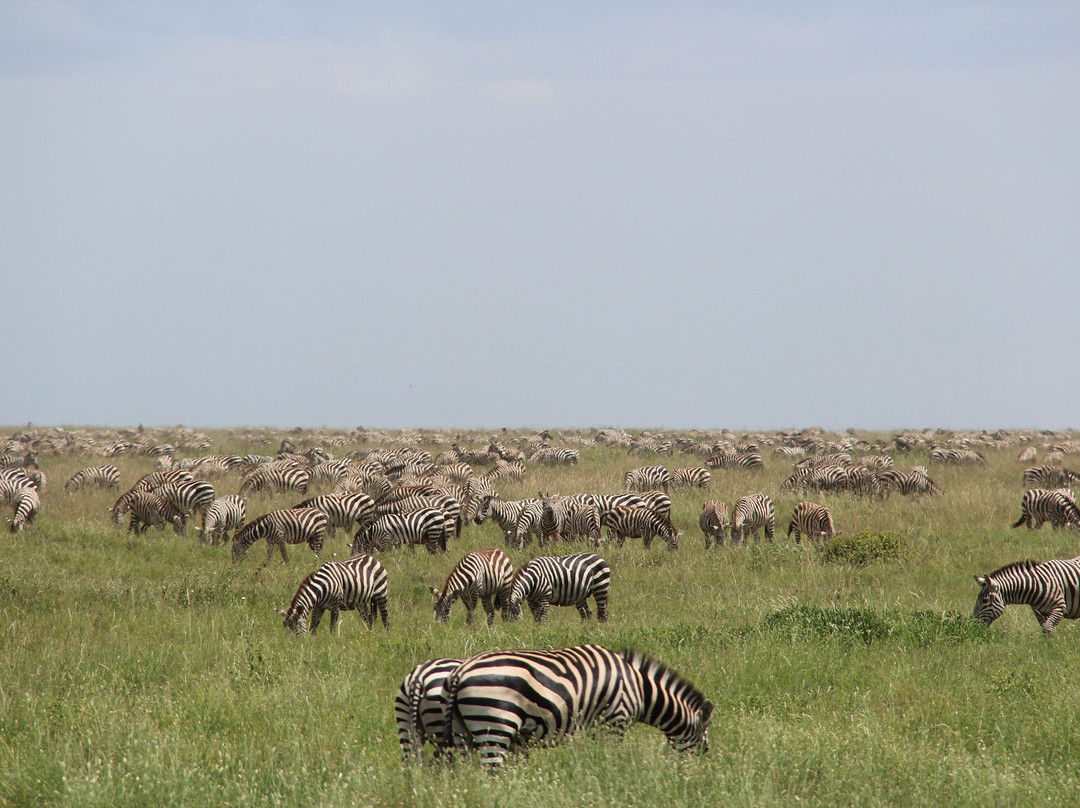 Objectif Tanzania-阿鲁沙必去景点