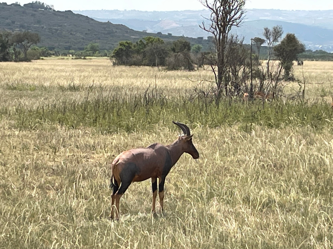 2-Days Akagera Wilderness Experience: Big 5 & Highest peak Camping-Kayonza必去景点
