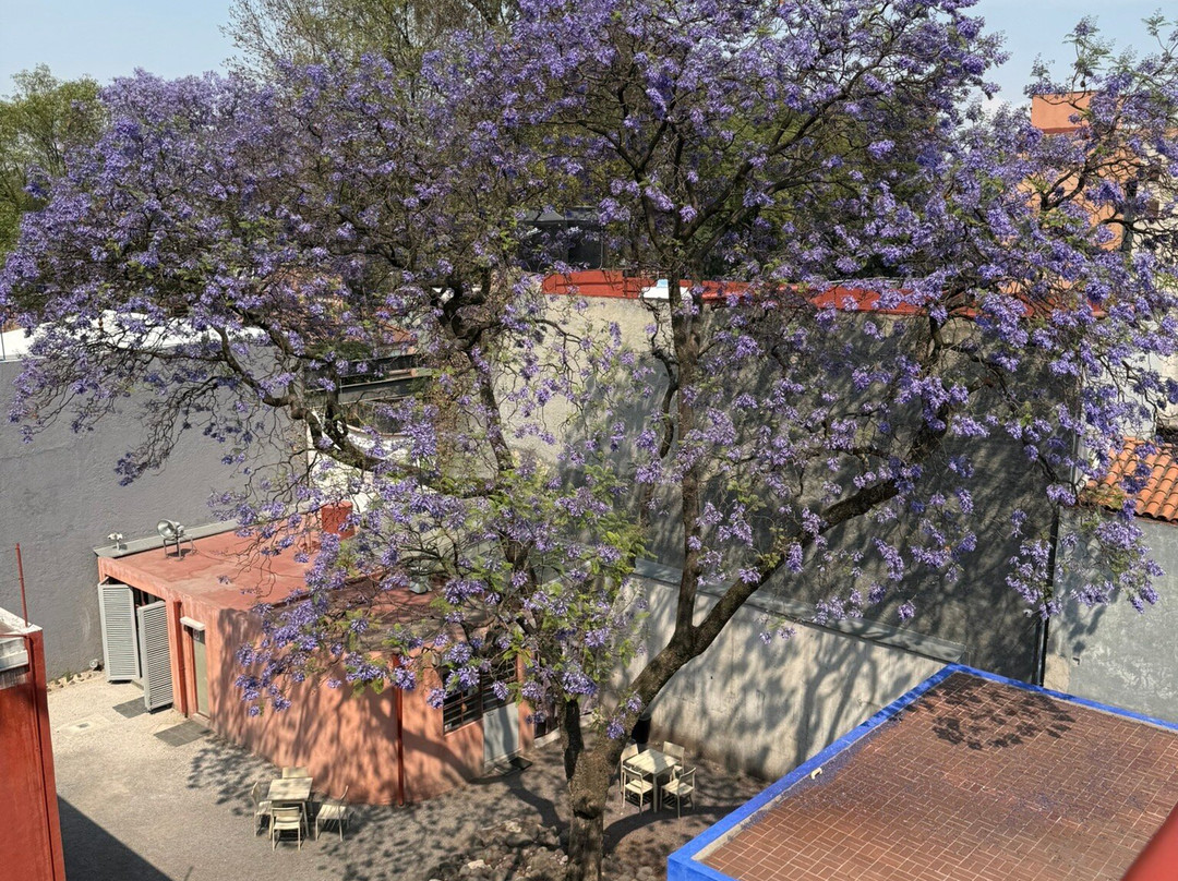 Museo Estudio Diego Rivera y Frida Kahlo-墨西哥城必去景点