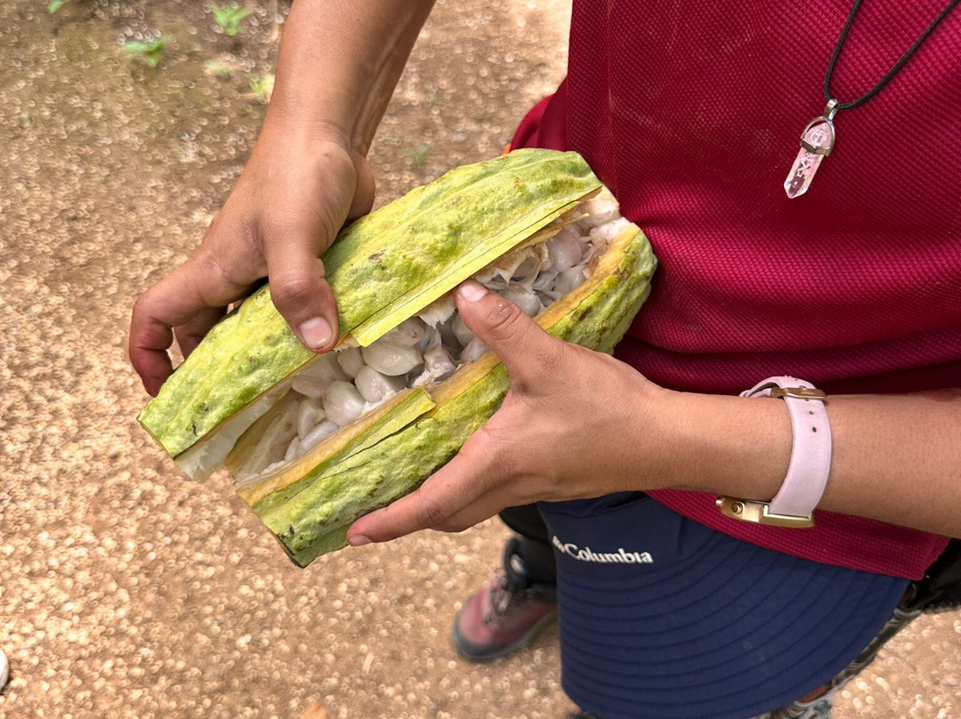 Tree Chocolate Tour-Upala必去景点