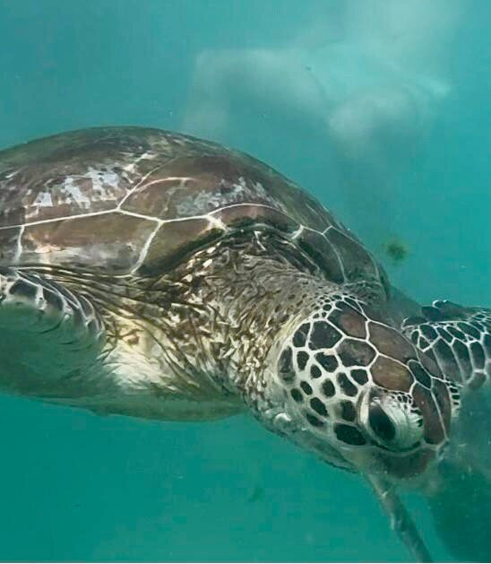 Mirissa Snorkeling Tours-美蕊沙必去景点