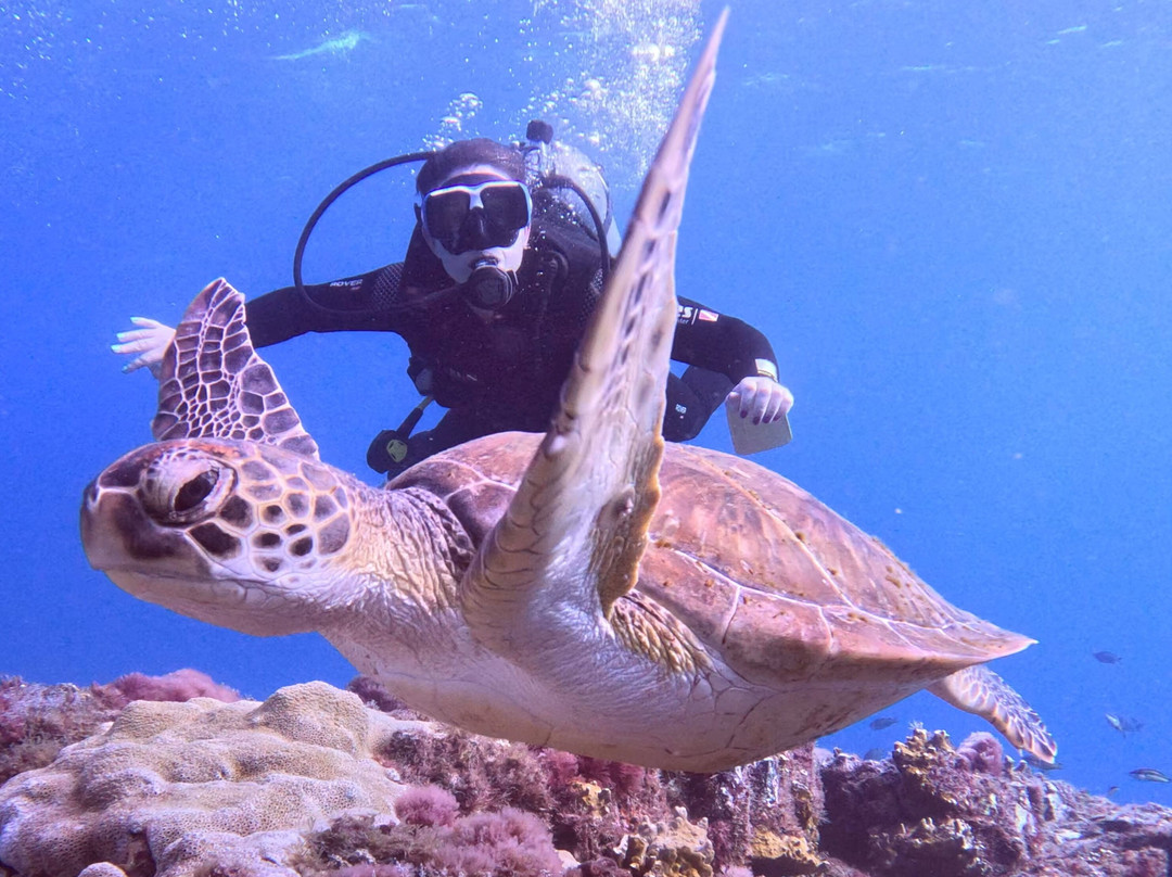 Cabo Verde Diving-Ilha do Sal必去景点